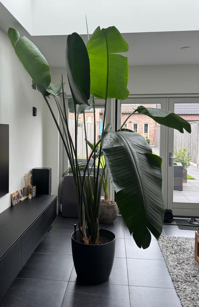 Grote Strelitzia Nicolai, Ophalen, 200 cm of meer, Overige soorten, Halfschaduw