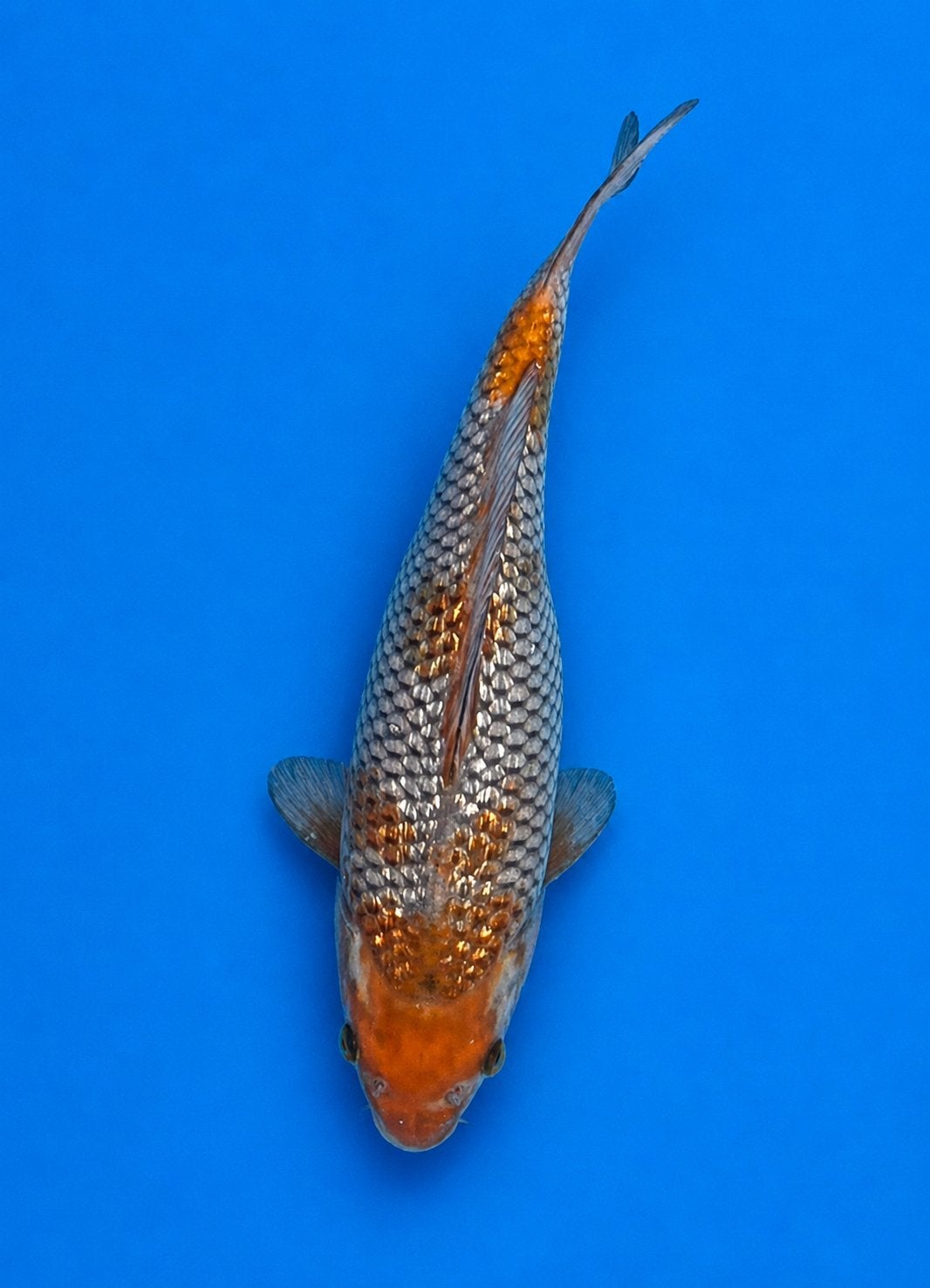 Japanse koi - Ginrin Ochiba, Dieren en Toebehoren, Karper of Koi
