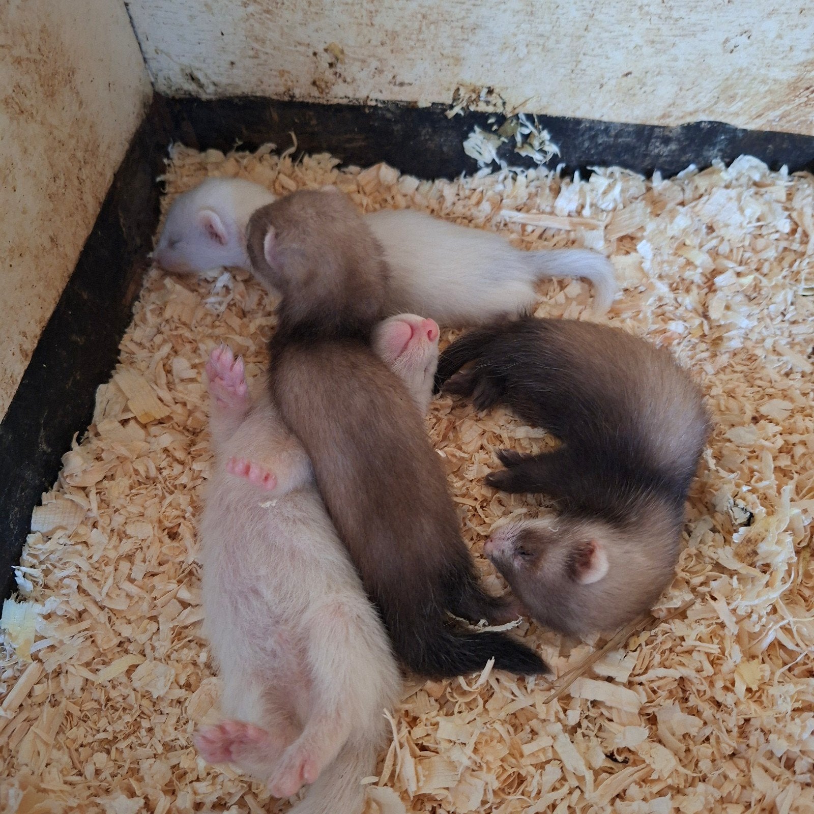 Leuke jonge fretjes, Dieren en Toebehoren, April, Mannelijk