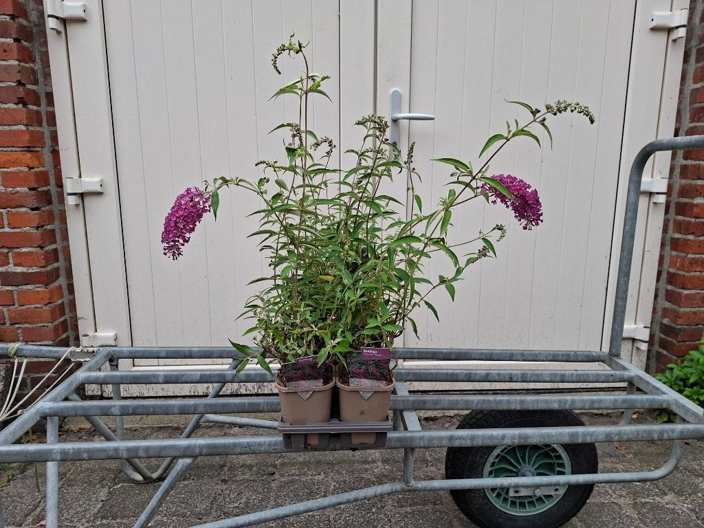 Mooie Buddleja 'Nanho Purple' ( Vlinderstruik) in pot!, Tuin en Terras, Planten | Struiken en Hagen, Ophalen, Vlinderstruik, Minder dan 100 cm