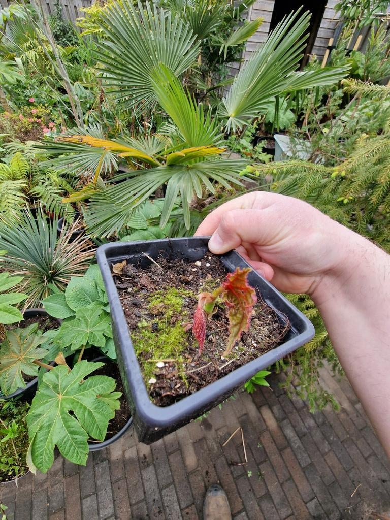 Meerdere begonia grandis planten aangeboden winterhard, Ophalen, Volle zon