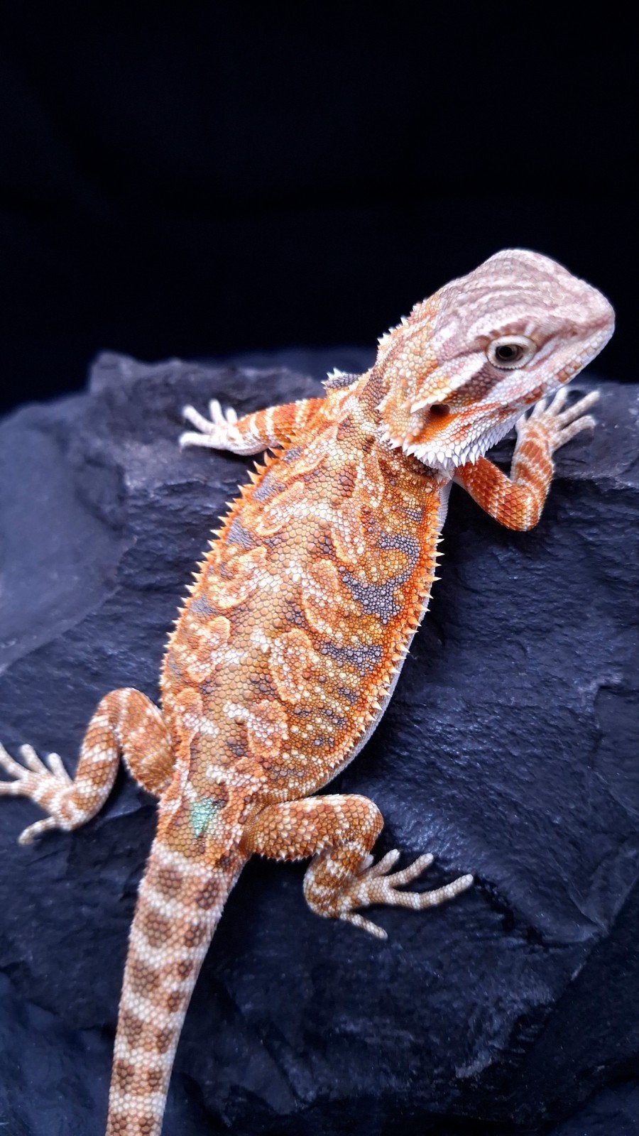 AANBIEDING !! 50% Red Monster Tiger Baardagaam Bearded Dragon - unknown for sale from Design Dragons