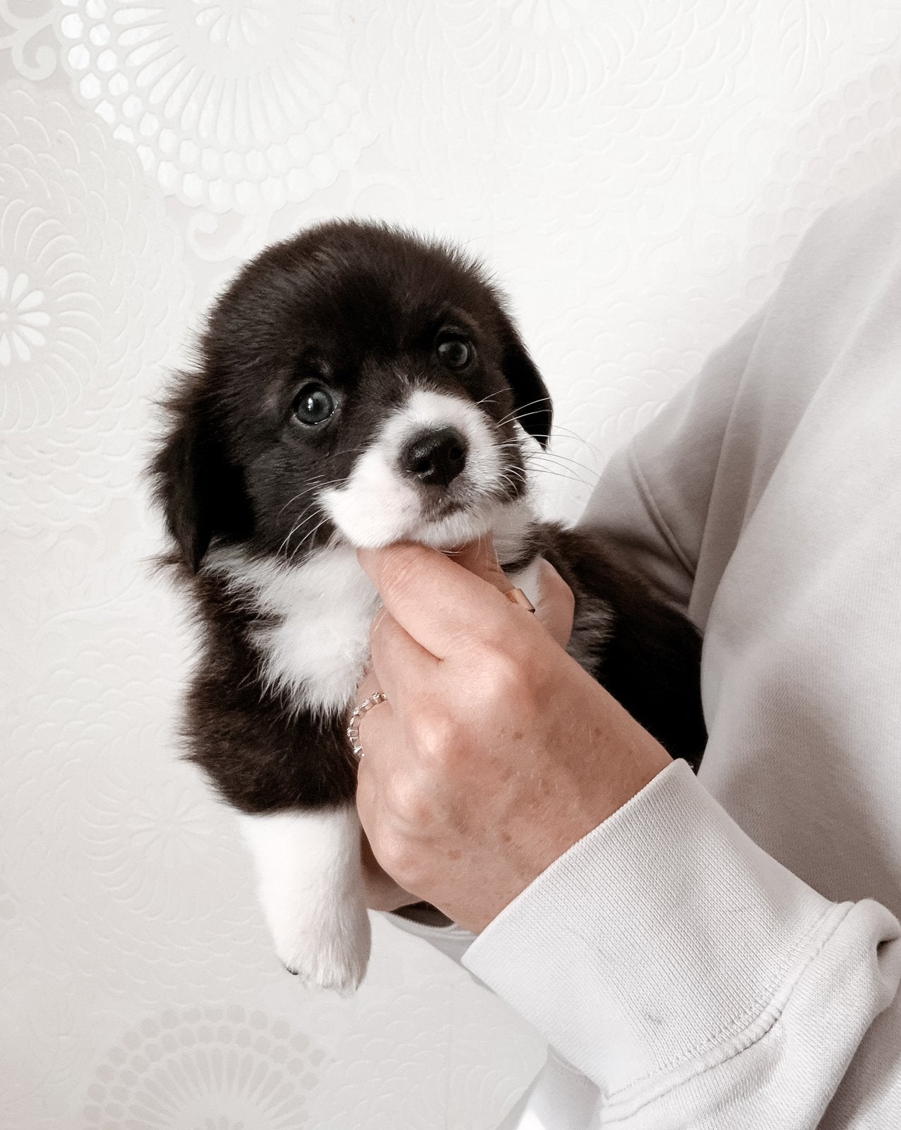 Welsh Corgi puppy’s, Overige rassen, 8 tot 15 weken, Meerdere, Meerdere dieren
