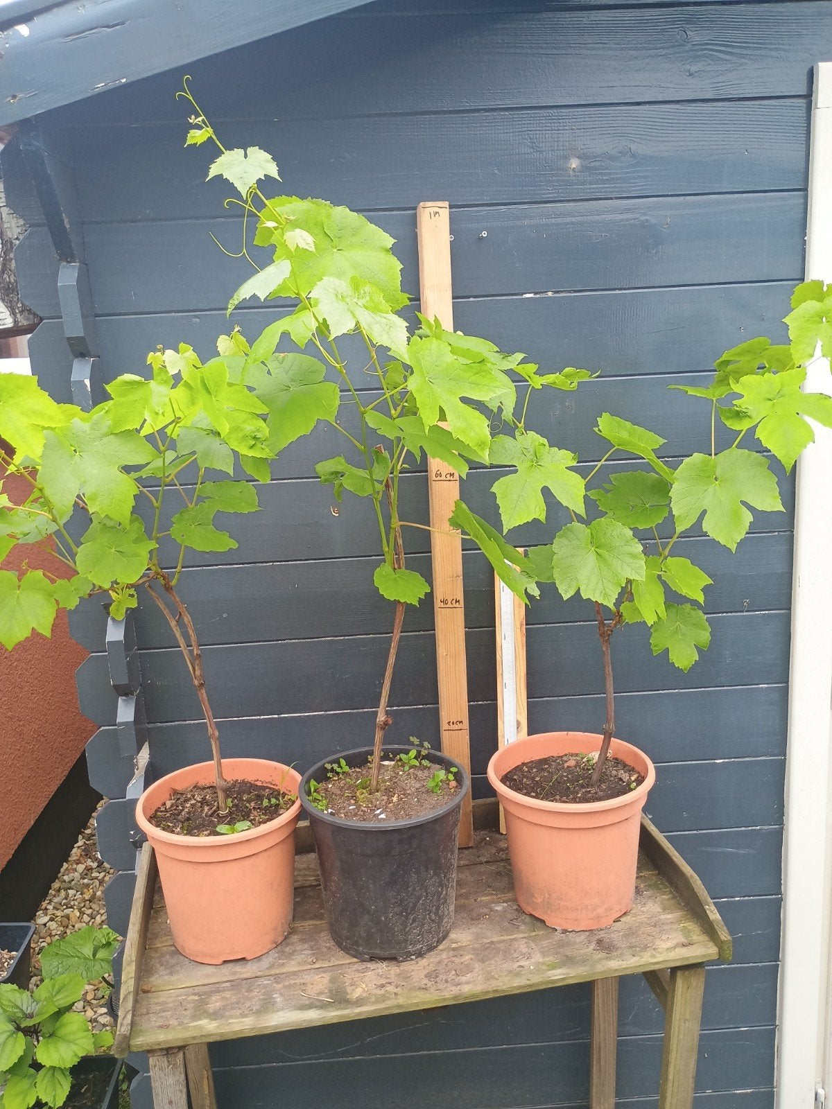 Witte pitloze druivenstruiken te koop, Ophalen, Volle zon, Vaste plant, Fruitplanten