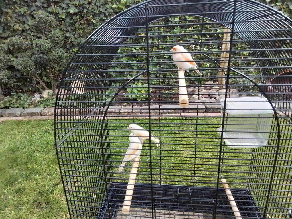 Vogels, Dieren en Toebehoren, Vogels | Kanaries, Meerdere dieren, Zangkanarie