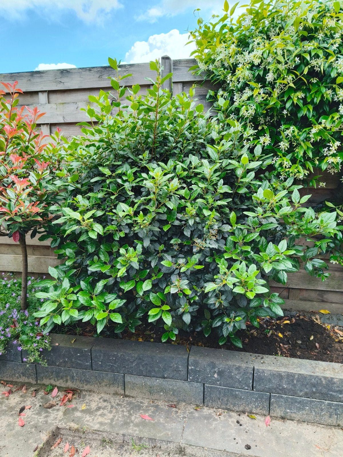 Viburnum tinus - gratis af te halen, Tuin en Terras, Planten | Tuinplanten, Ophalen, Overige soorten