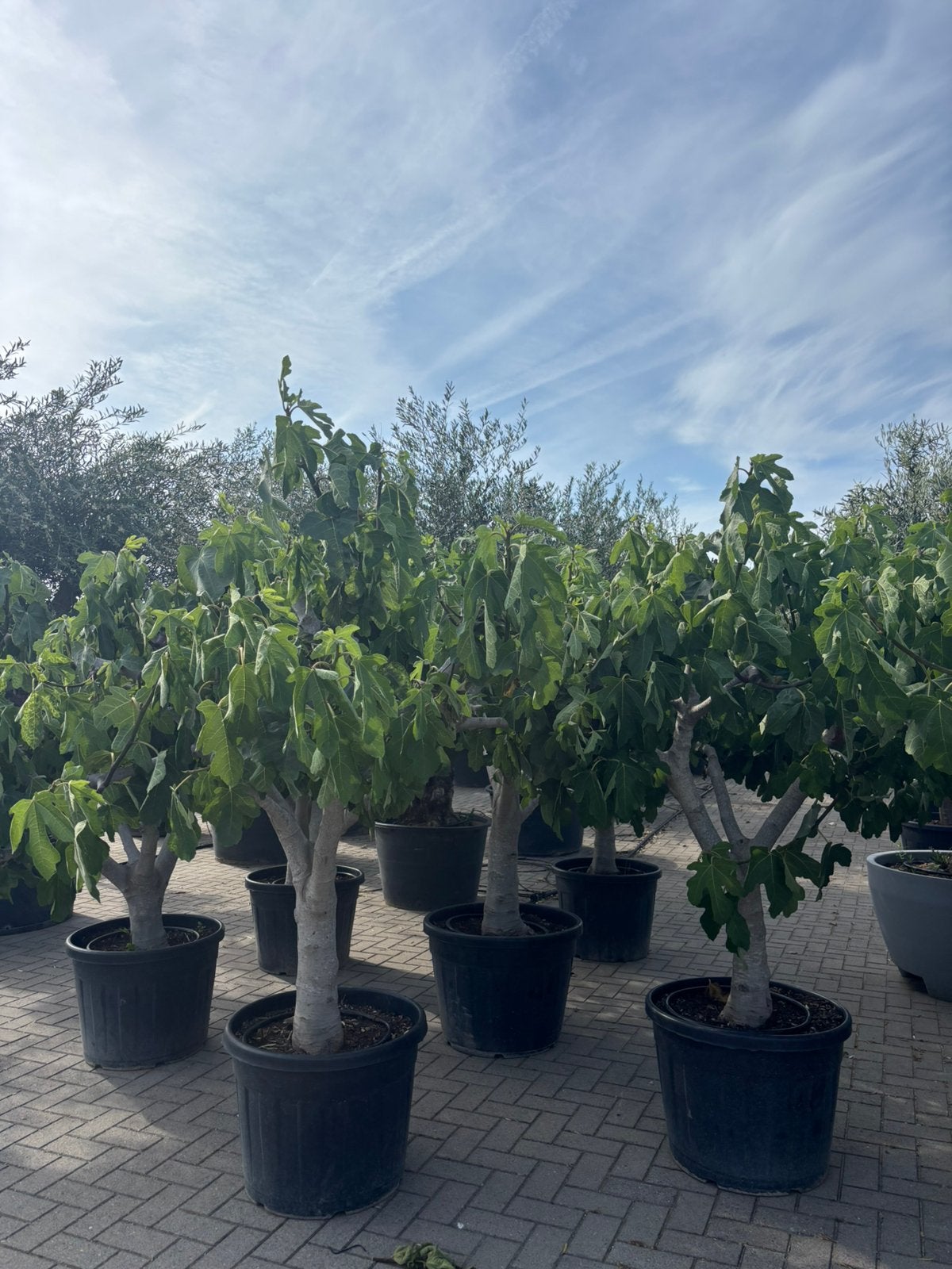 Vijgenbomen / Ficus carica, Tuin en Terras, Overige soorten, 100 tot 250 cm, Zomer, Ophalen