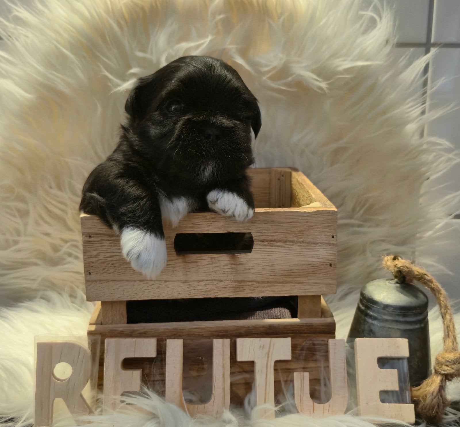 lhasa apso pups nog 1 pup beschikbaar, Overige rassen, 8 tot 15 weken, Meerdere, Meerdere dieren