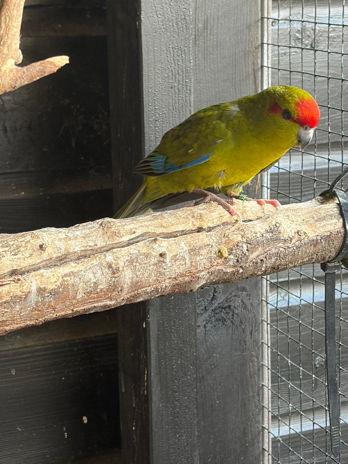 Kakariki man, Mannelijk, Parkiet, Geringd