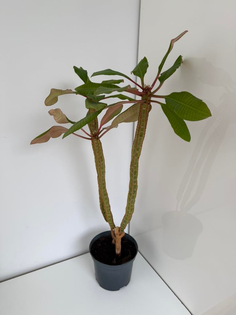 Madagasker Jewel plant 63 cm hoog, Groene kamerplant, Ophalen, Halfschaduw, Minder dan 100 cm