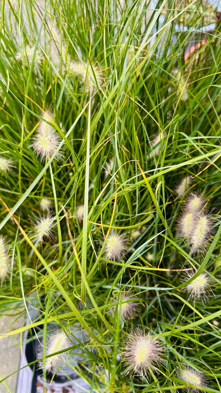 Pennisetum alopecuroides 'Little Hameln' - Lampenpoetsersgra, Ophalen, Volle zon, Vaste plant, Siergrassen