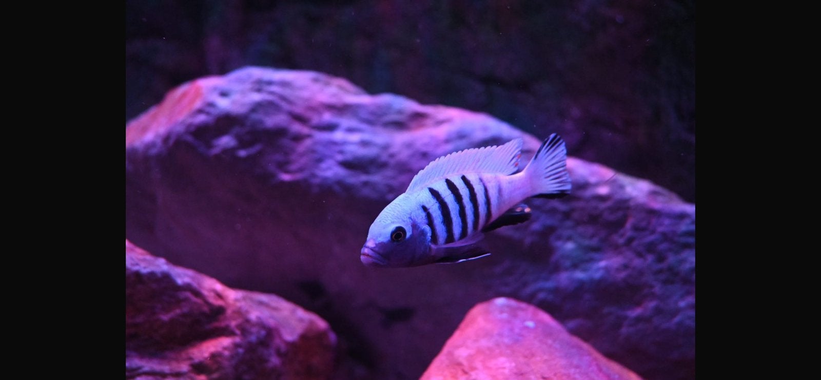 Cynotilapia Pulpican ( kingsizei ), Vis