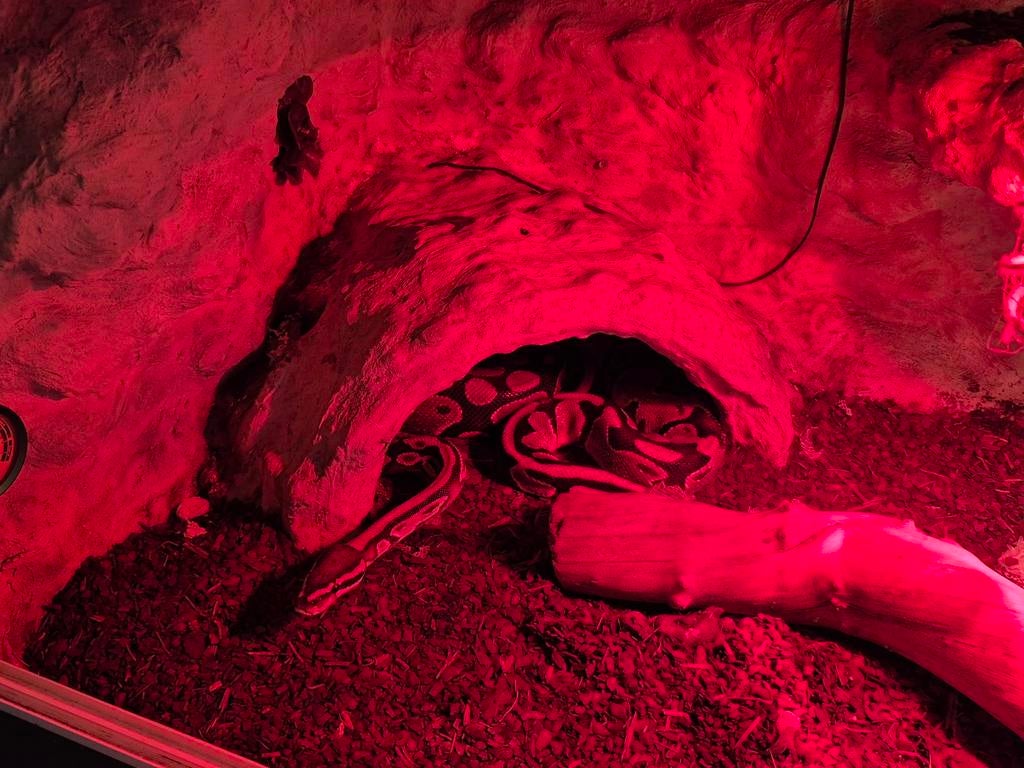 2 ball pythons. Het zijn dames 5 jaar oud. Met terrarium., Dieren en Toebehoren, Reptielen en Amfibieën, Slang, Met terrarium