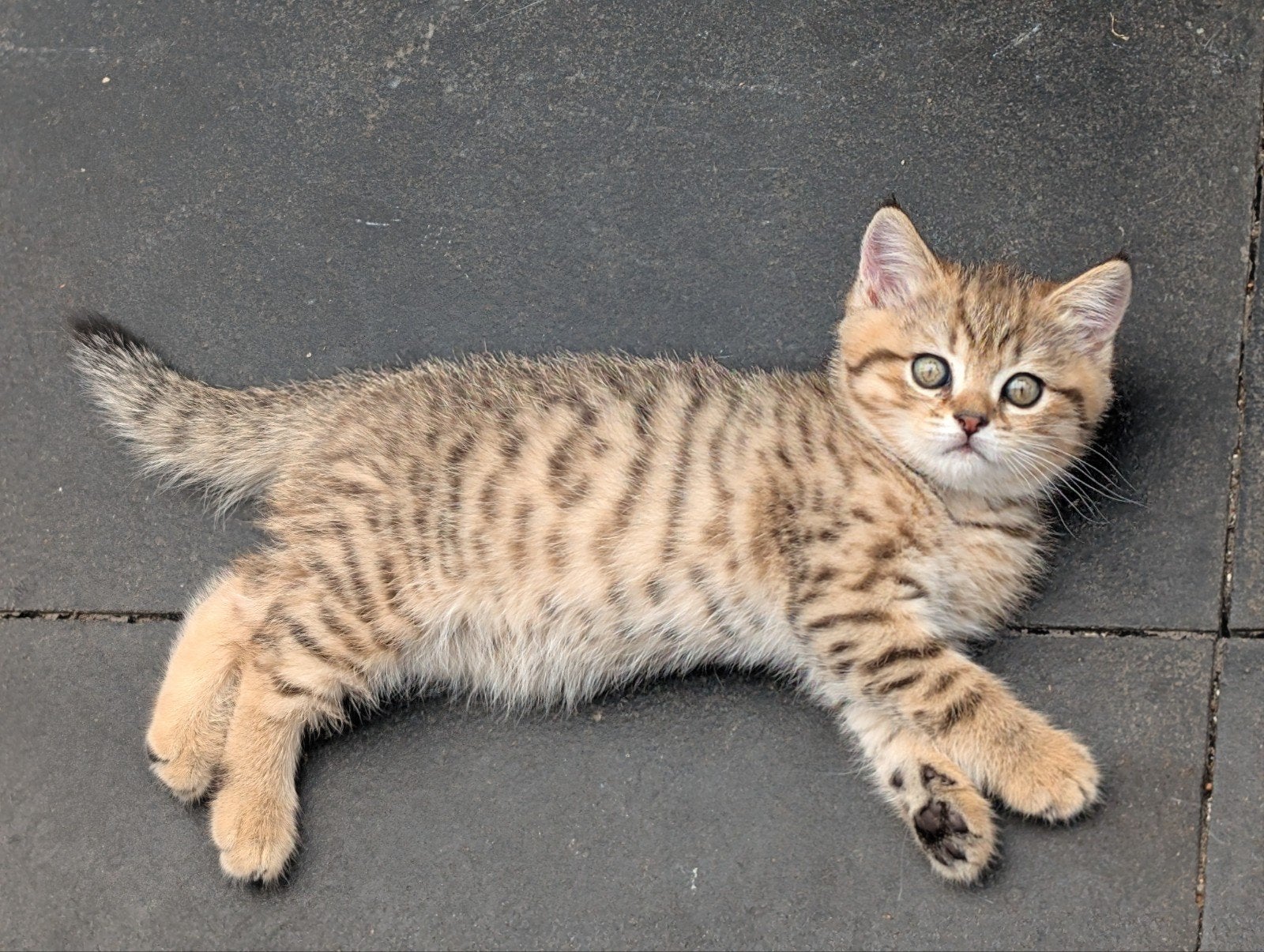Zo lief! Brits korthaar Golden tabby kitten poesje, Poes, Ontwormd