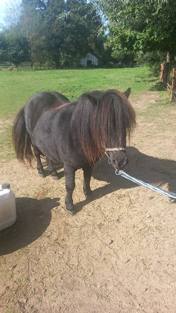 mooi klein zwarte kinderpony merrie, Dieren en Toebehoren, Merrie