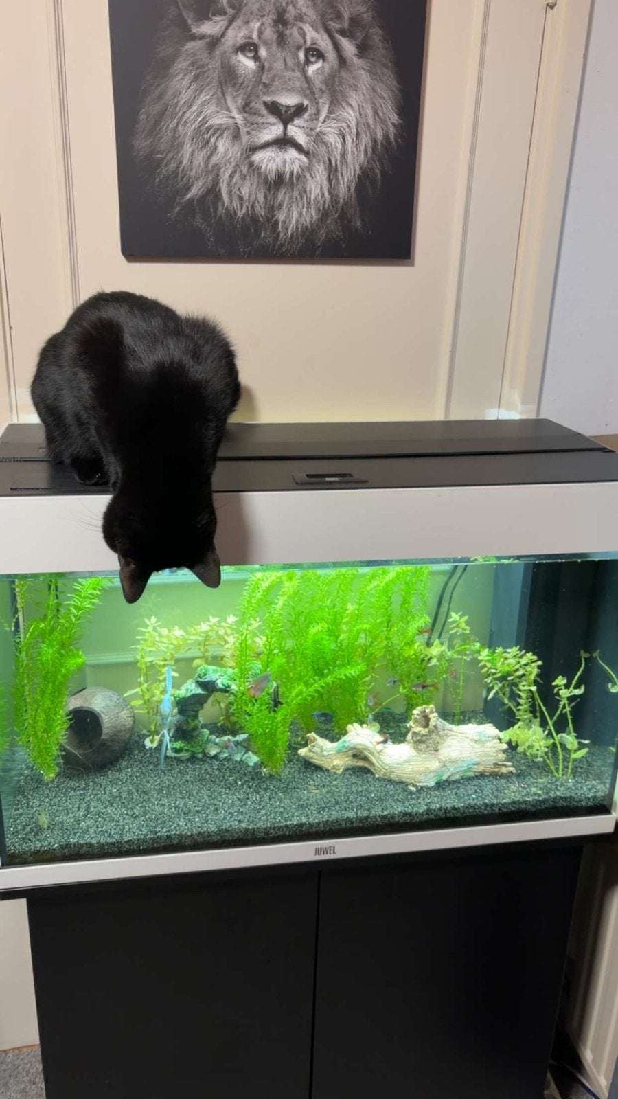 Juwel Aquarium Rio 125 Led 80x35x50 cm, Ophalen, Gebruikt, Leeg aquarium, Juwel