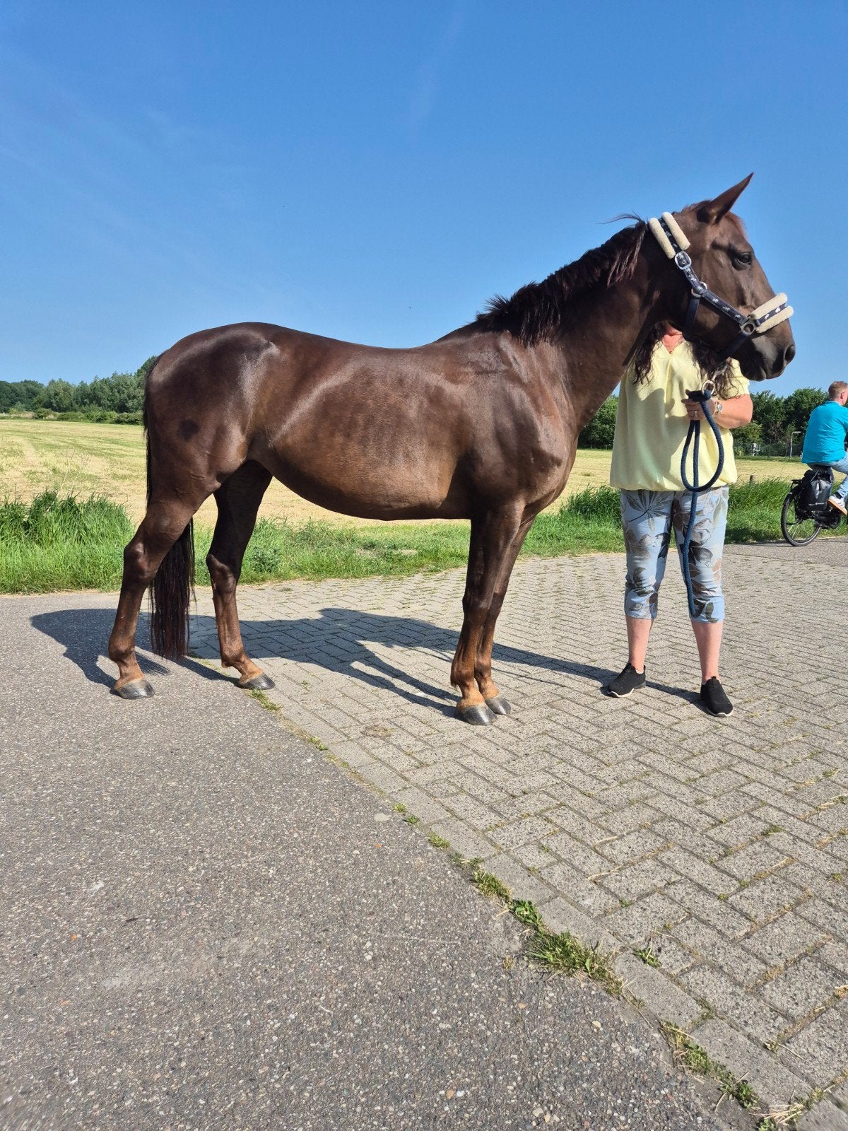 Mooie d pony merrie, Merrie, Minder dan 160 cm, Recreatiepaard, 7 tot 10 jaar