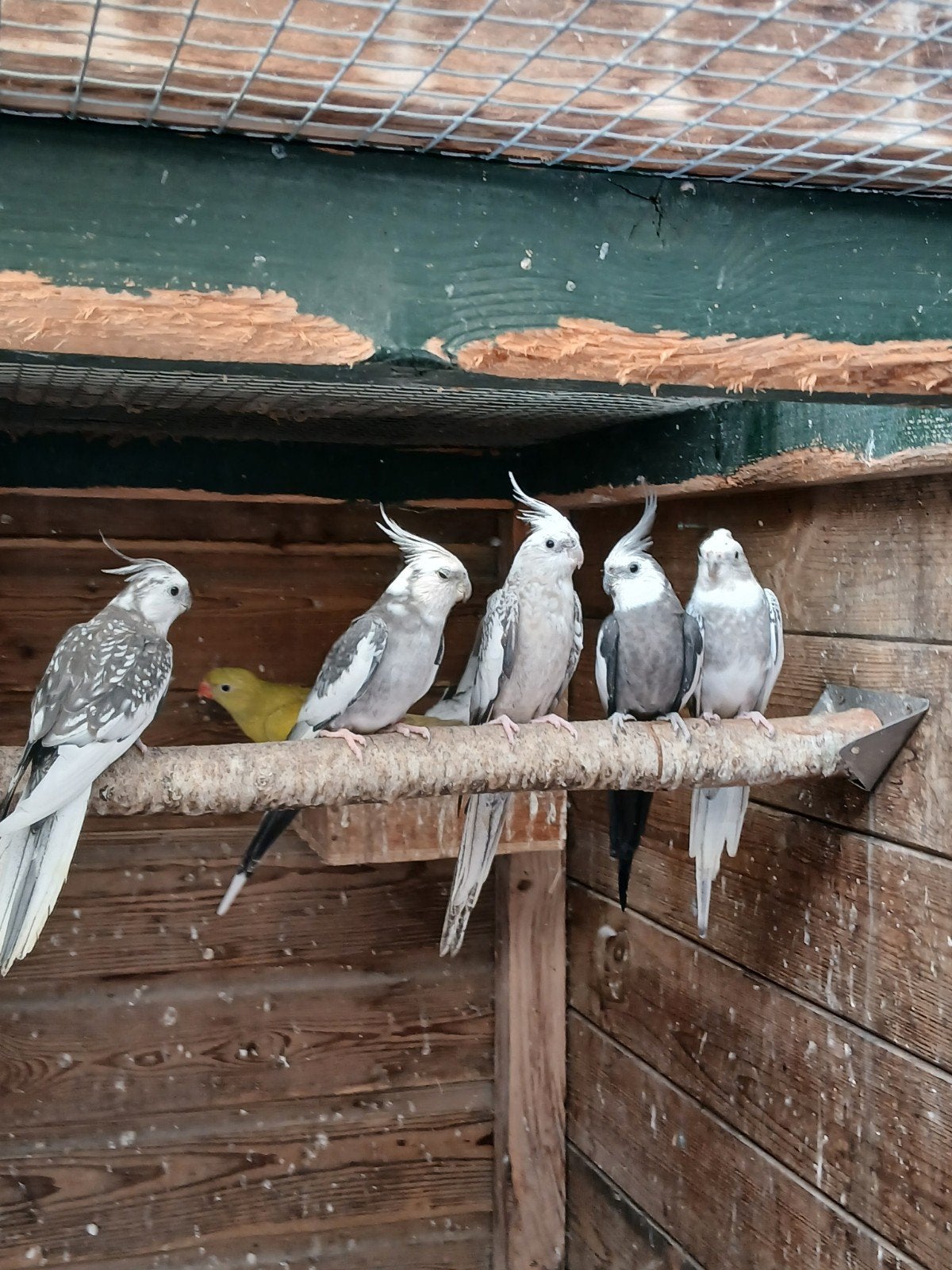 te koop diverse witmasker valkparkieten, Dieren en Toebehoren, Meerdere dieren, Parkiet
