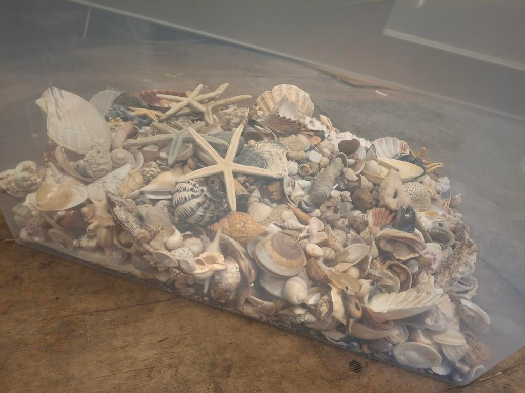 Mega veeel schelpen, duizenden, leuke uitzoekpartij, Verzamelen, Ophalen, Schelp(en)