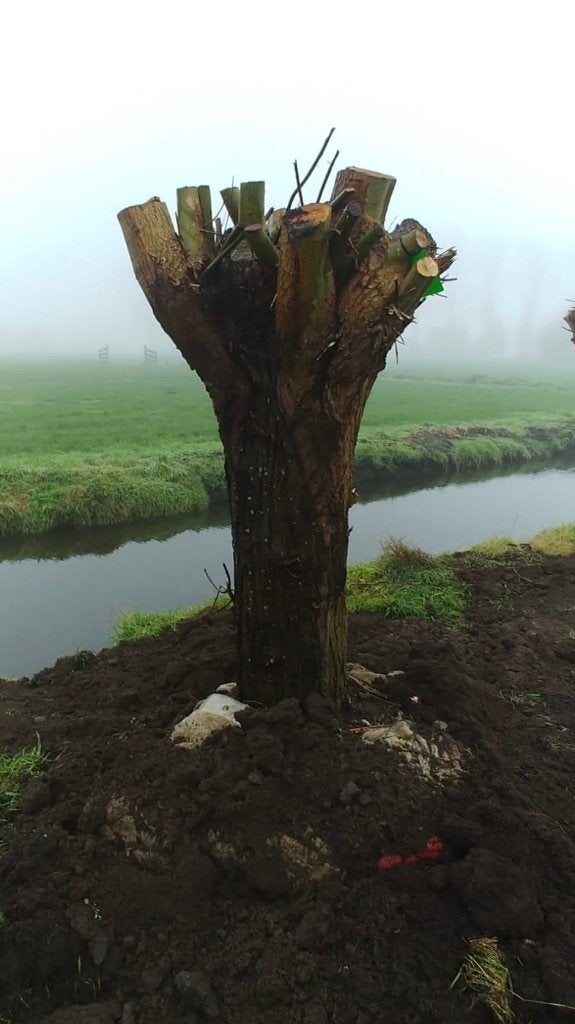 Machtige knotwilgen 60 jaar, Overige soorten, Lente, 100 tot 250 cm, Ophalen