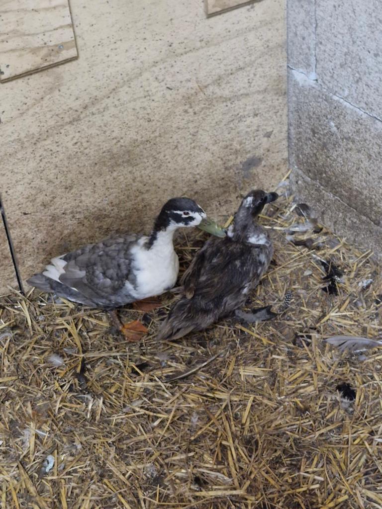 Paartje eenden, Dieren en Toebehoren, Pluimvee, Meerdere dieren, Eend