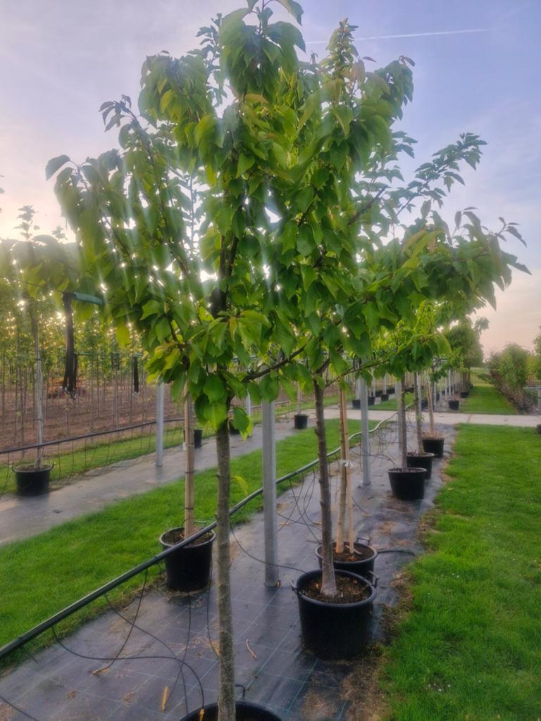 Prunus Vruchtkers Halfstam - Vanaf 45 euro in container, Tuin en Terras, Planten | Bomen, Overige soorten, Lente, 100 tot 250 cm