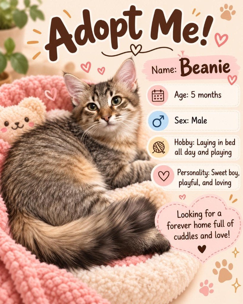 BINNENKAT Beany 5 mnd. Fluffy staart/vriendelijk/speels/cats, Dieren en Toebehoren, Kater, Kortharig, 0 tot 2 jaar