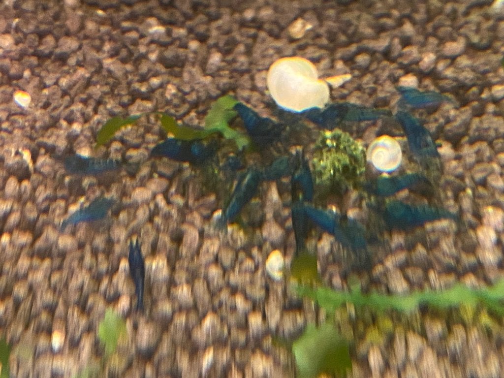 Bue Diamond, Neocaridina, Dieren en Toebehoren, Kreeft, Krab of Garnaal, Zoetwatervis