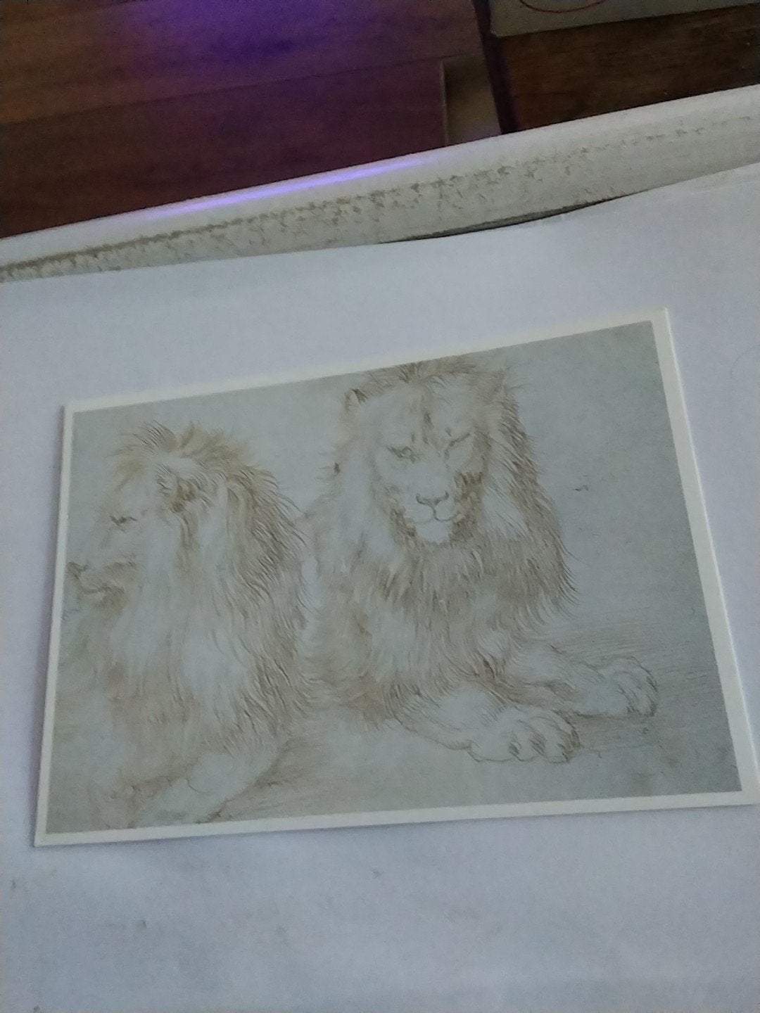 Albrecht Dürer - Twee studies van een leeuw (1521), Ophalen of Verzenden