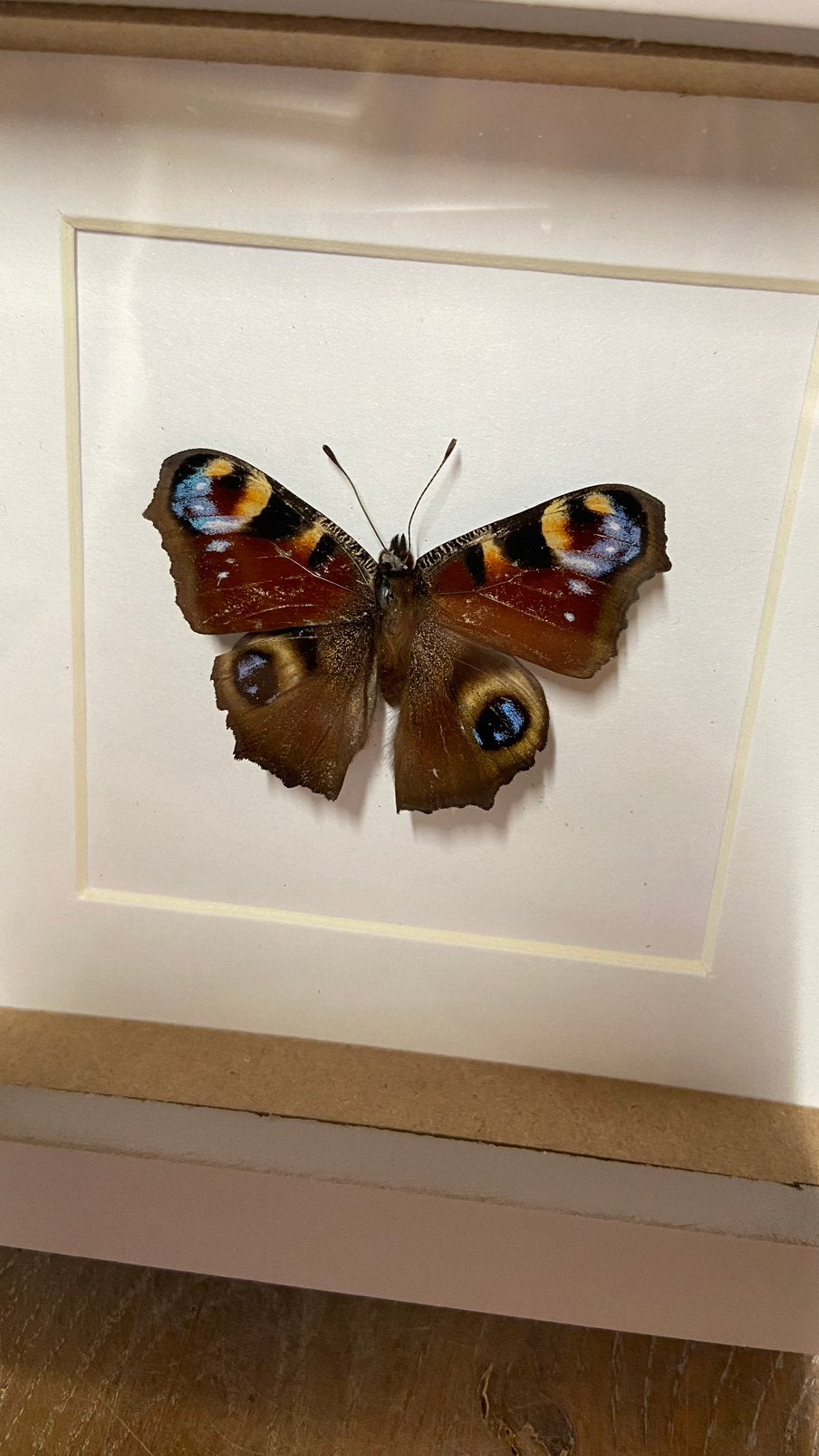 Vlinder opgezet taxidermie Inachis Io in 3d lijst, Ophalen of Verzenden, Nieuw, Insect, Opgezet dier