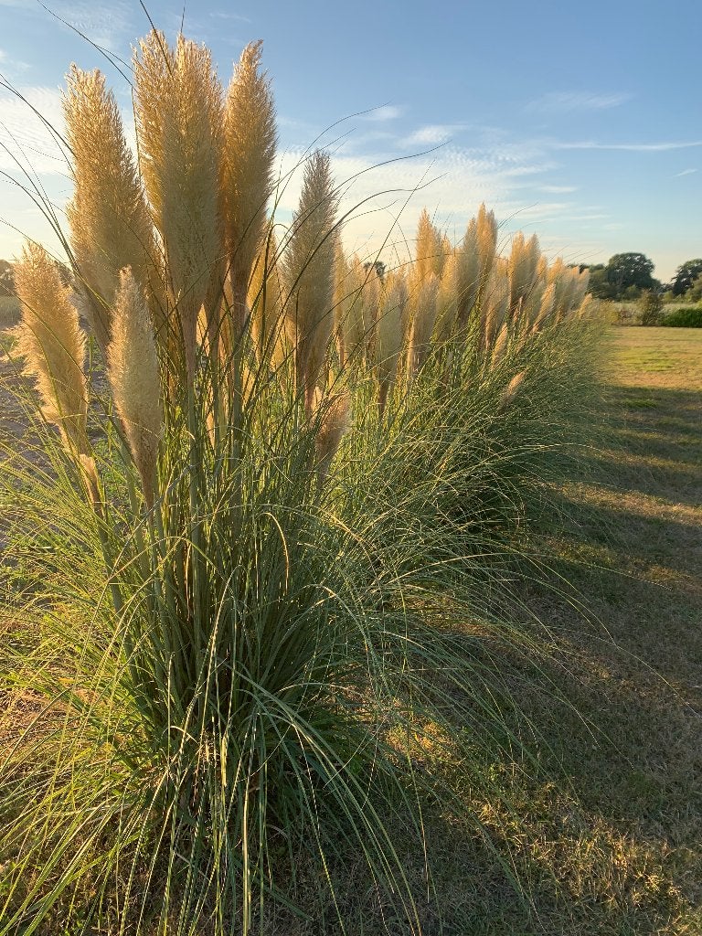 pampas pluimen, Ophalen, Nieuw