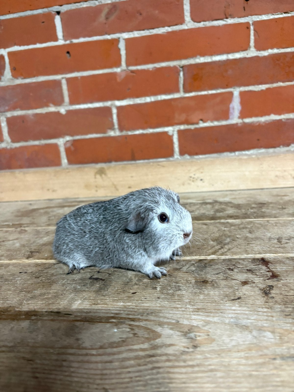 Cinnamon agouti gladhaar cavia beer, Cavia, Mannelijk, Mei, Tam