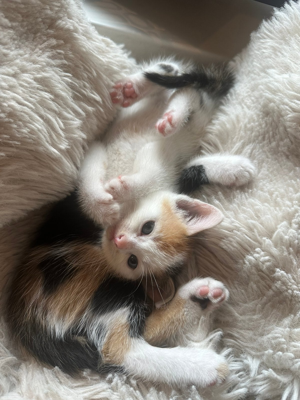 Kittens, Dieren en Toebehoren, Meerdere dieren