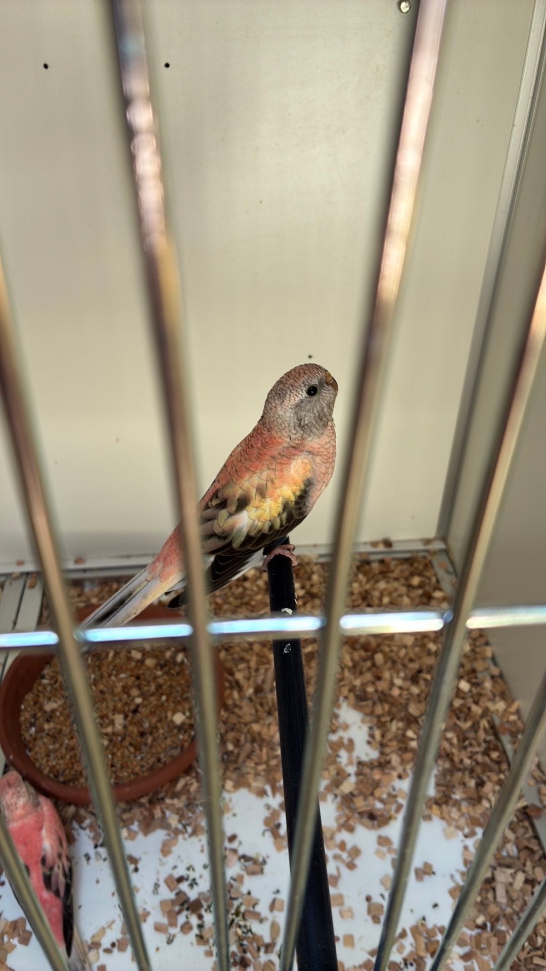 2 Rose bourks(1gezoomd) geslacht onbekend, Geslacht onbekend