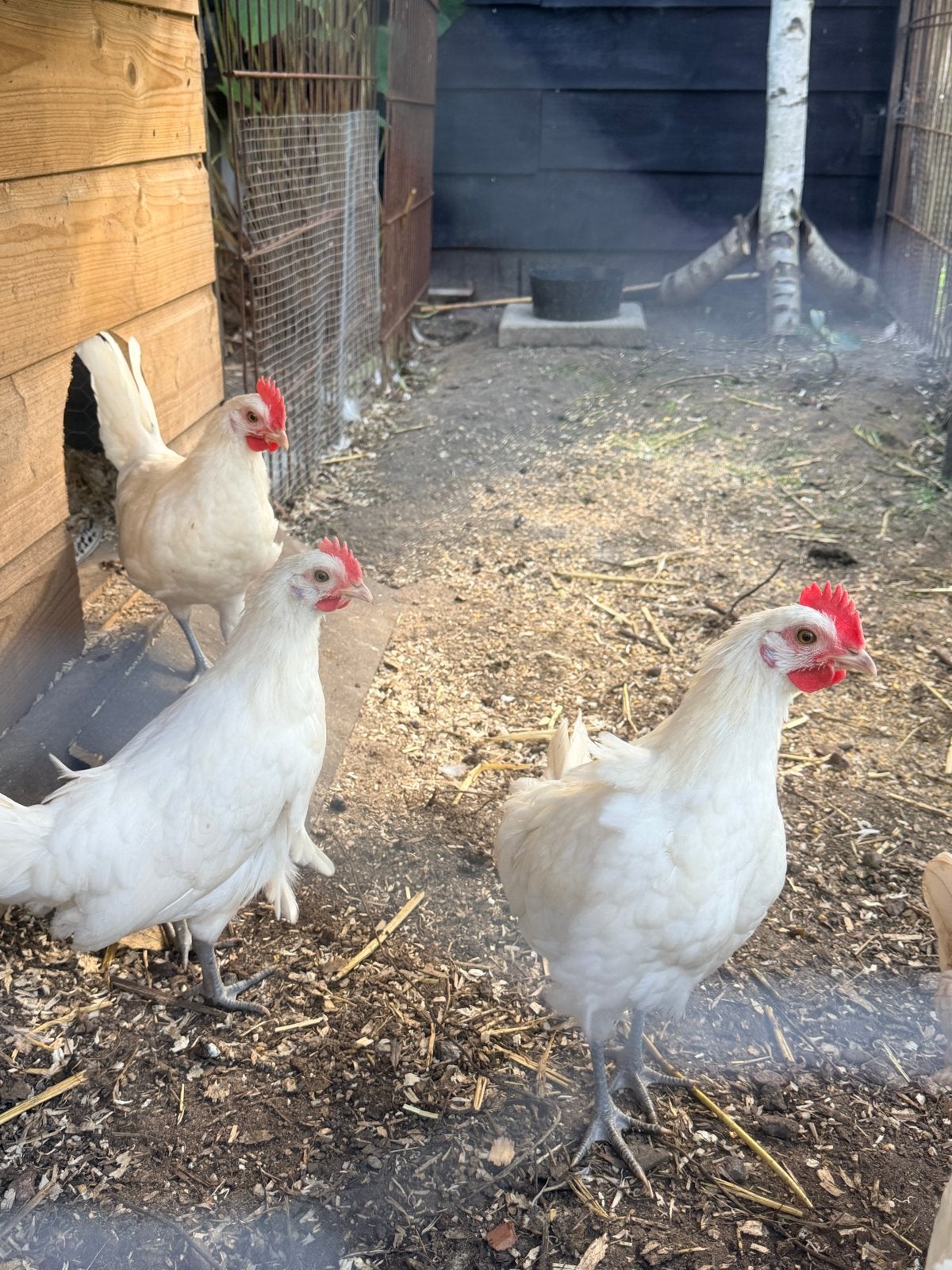 Drie haantjes, Dieren en Toebehoren, Mannelijk, Kip