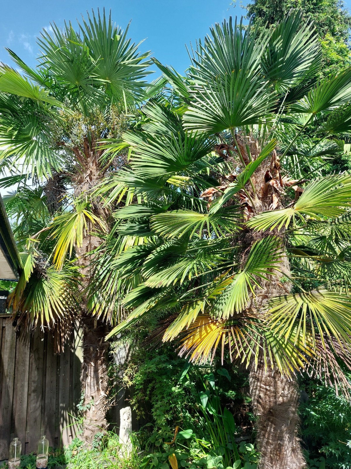 Trachycarpus Fortunei (Hennep Palm) - Zelf uitgraven, Volle zon, Vaste plant, Bloeit niet, Ophalen
