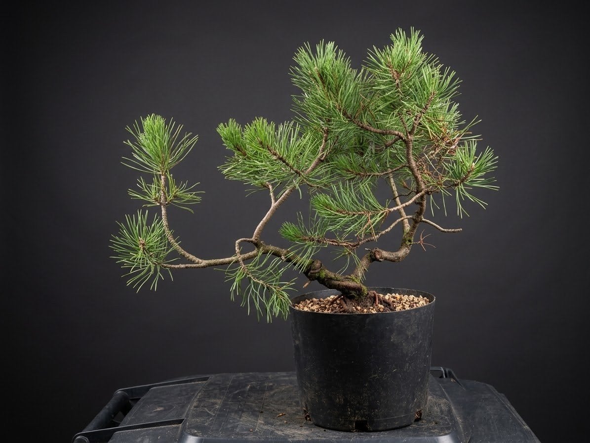 bonsai, Tuin en Terras, Planten | Bomen, Ophalen, Bloeit niet, Halfschaduw, Overige soorten