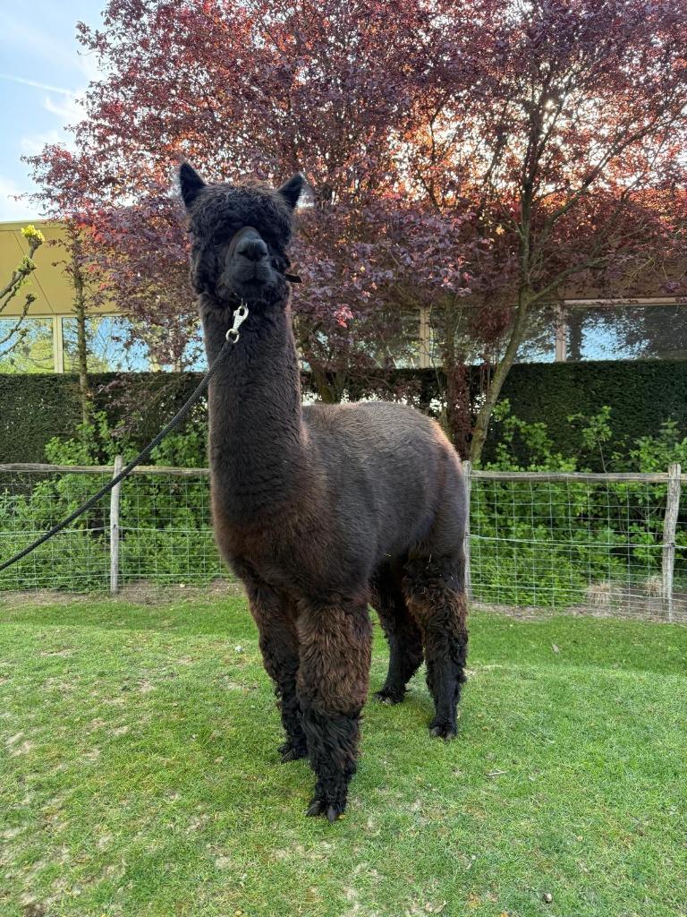 Dekking van een zwarte alpaca kleurkampioen hengst, Juni, Mannelijk