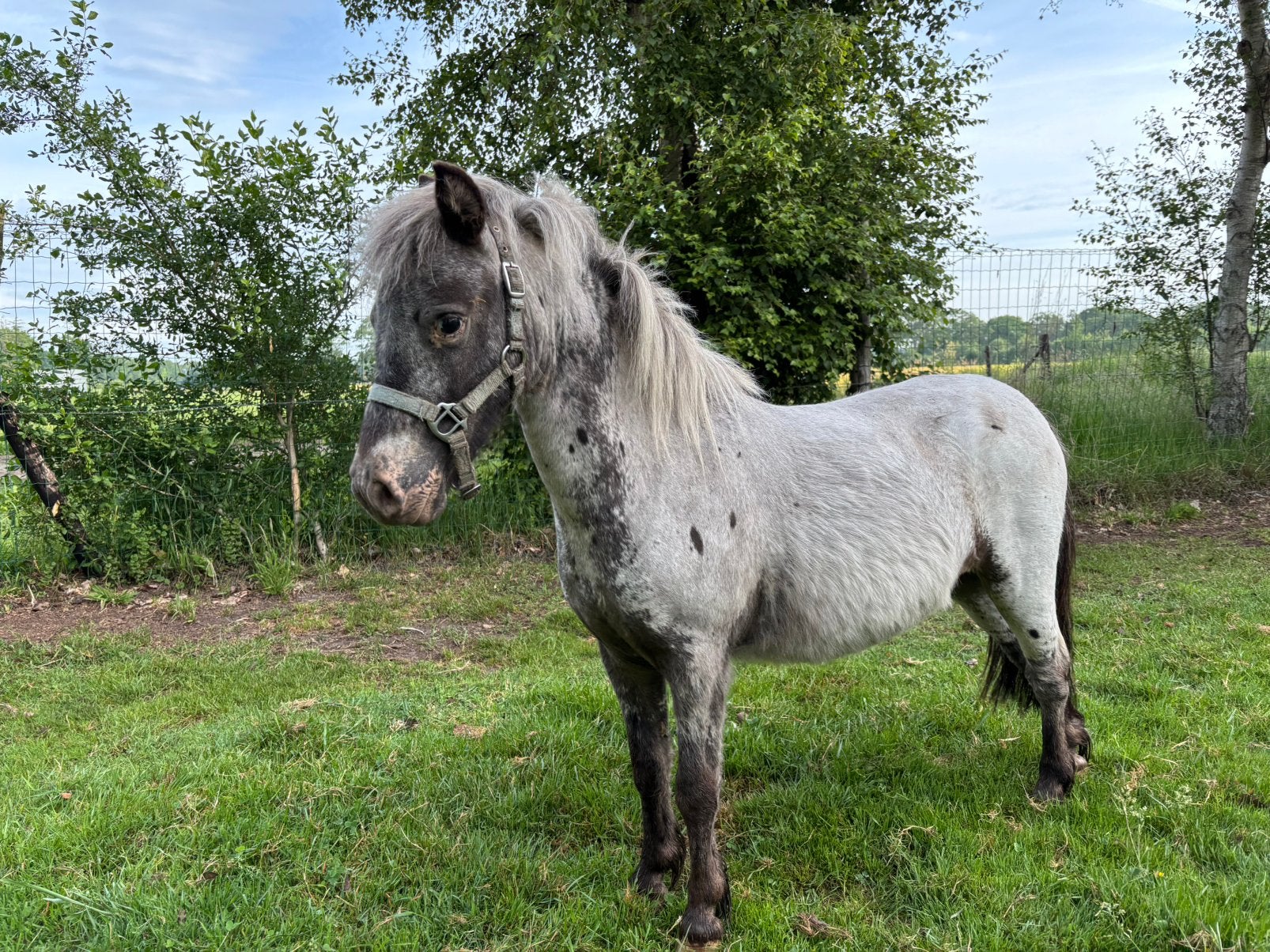 Bloedmooie few-spot appaloosa merrie, Dieren en Toebehoren, Merrie