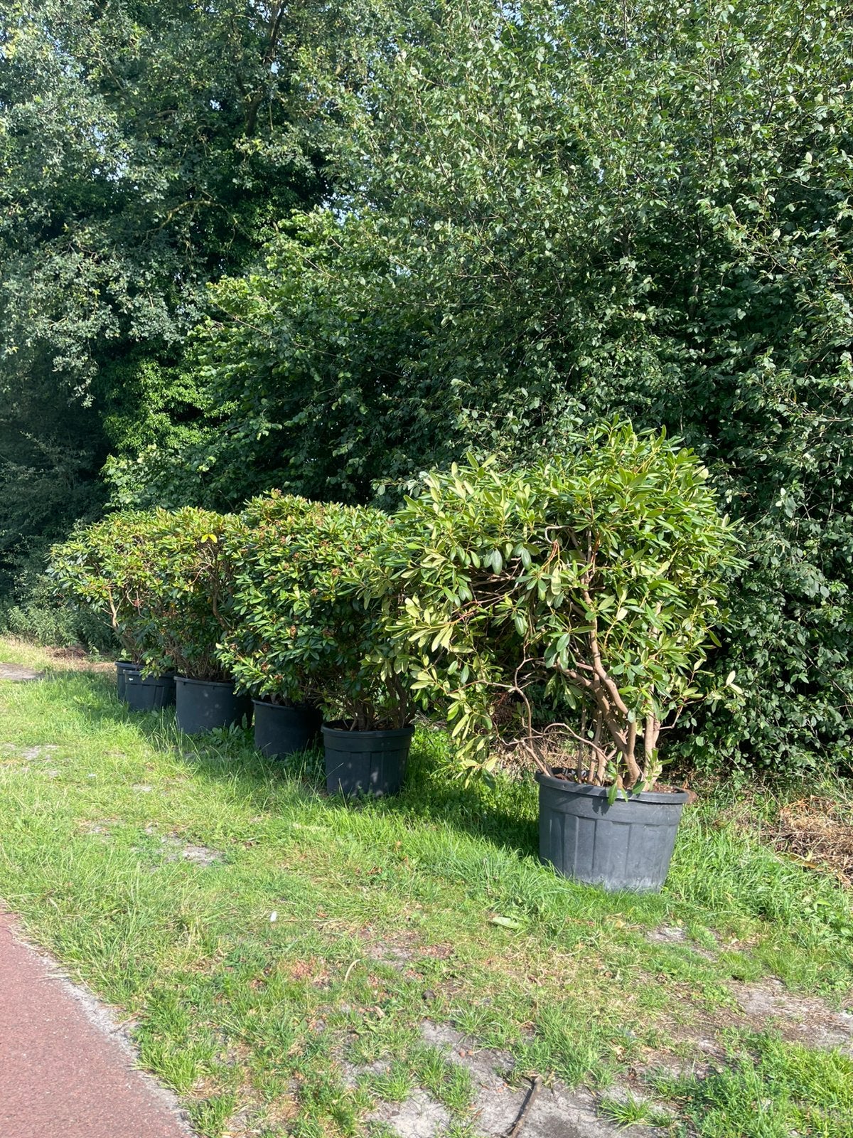 Tekoop aangeboden 6 rhododendrons XXL in pot, Ophalen, Rhododendron, Struik, 100 tot 250 cm