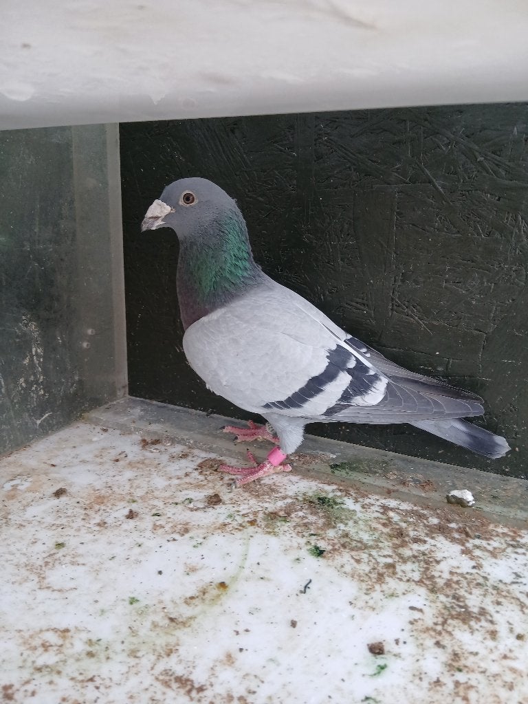 postduif belg 2020, Dieren en Toebehoren, Vogels | Duiven, Mannelijk, Postduif