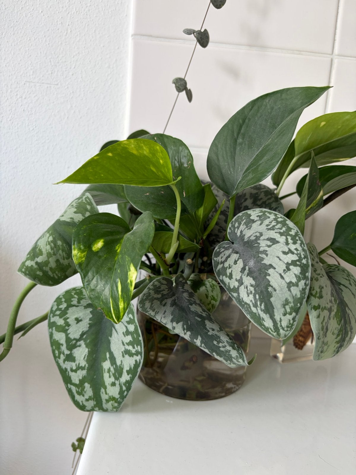 Stekjes Scindapsus & Pothos, Huis en Inrichting, Kamerplanten, Ophalen, Halfschaduw, Minder dan 100 cm