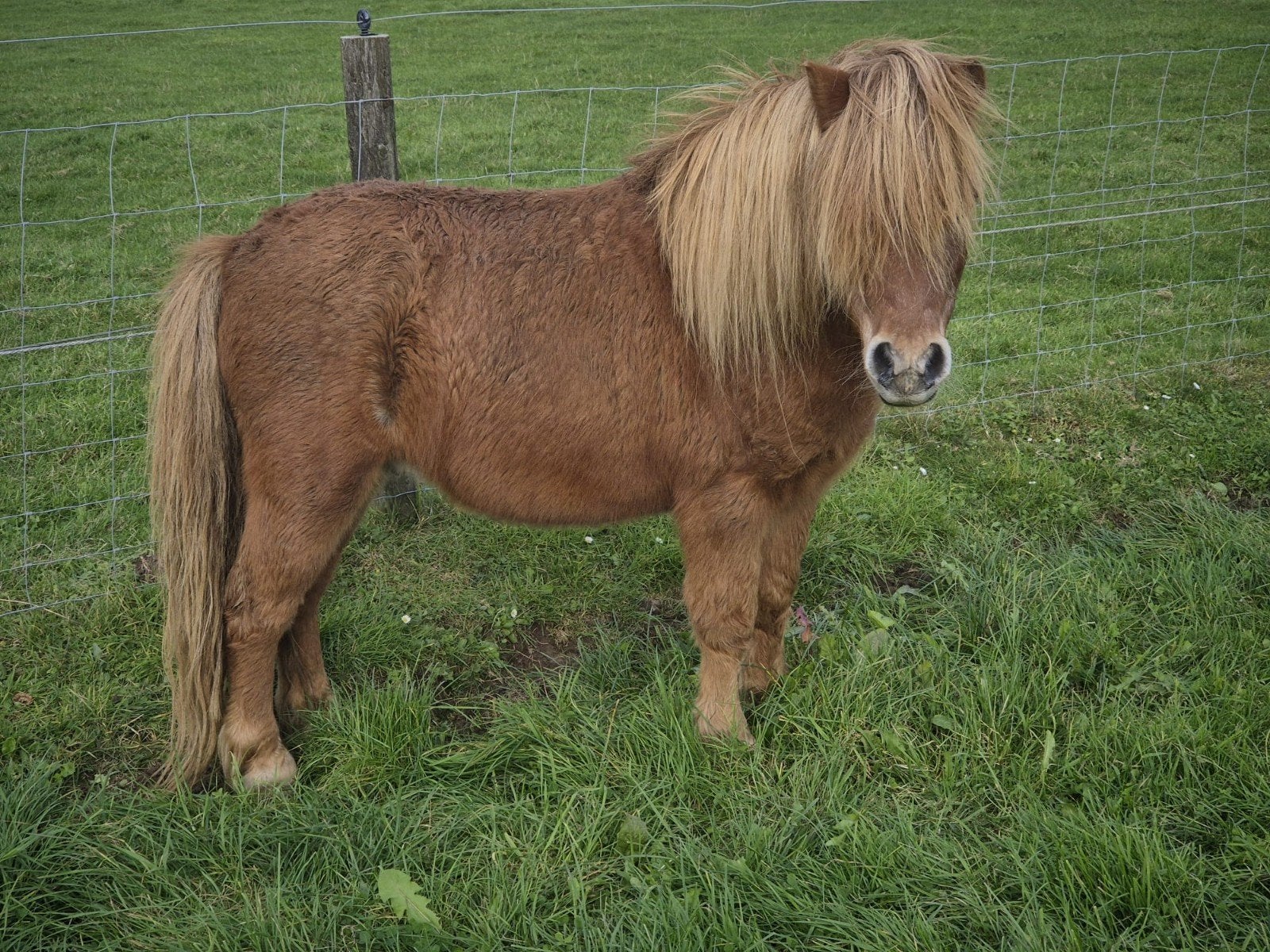 te koop meerdere shetlanders, Meerdere dieren, A pony (tot 1.17m), Gechipt