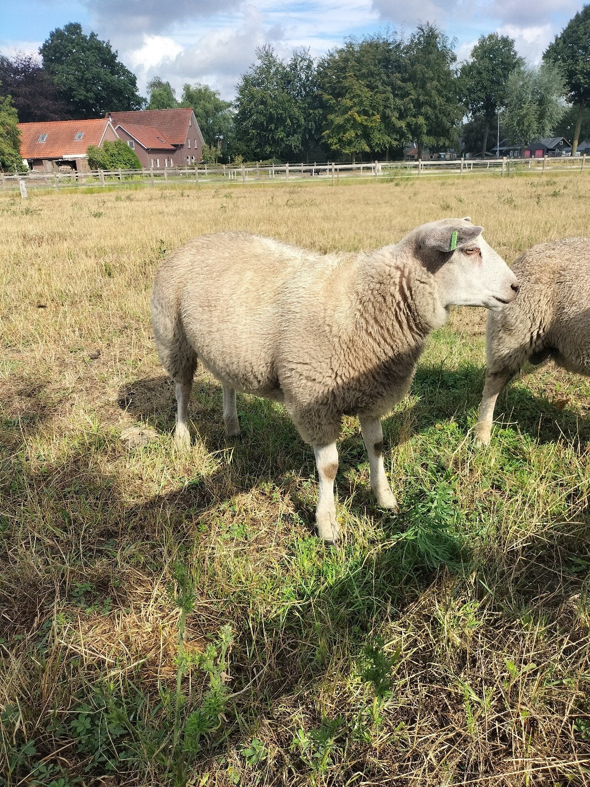 schapen, Mannelijk, Schaap