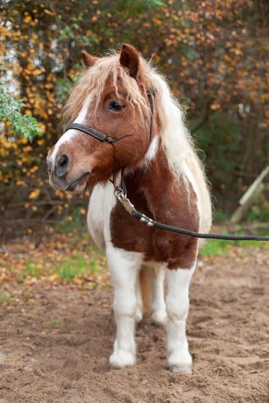 Bijrijder gezocht voor shetlander, omgeving Nijkerkerveen, Dieren en Toebehoren, Paarden en Pony's | Verzorgingsproducten, Ophalen of Verzenden