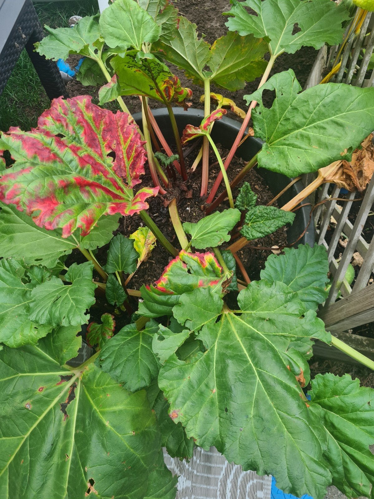 ( Bio) Rabarber plant met kuip, Ophalen, Overige soorten