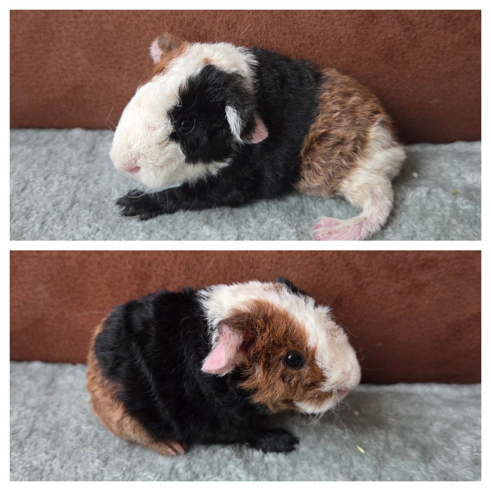 jong us teddy beertje, Dieren en Toebehoren, Cavia, Mannelijk, Tam, September