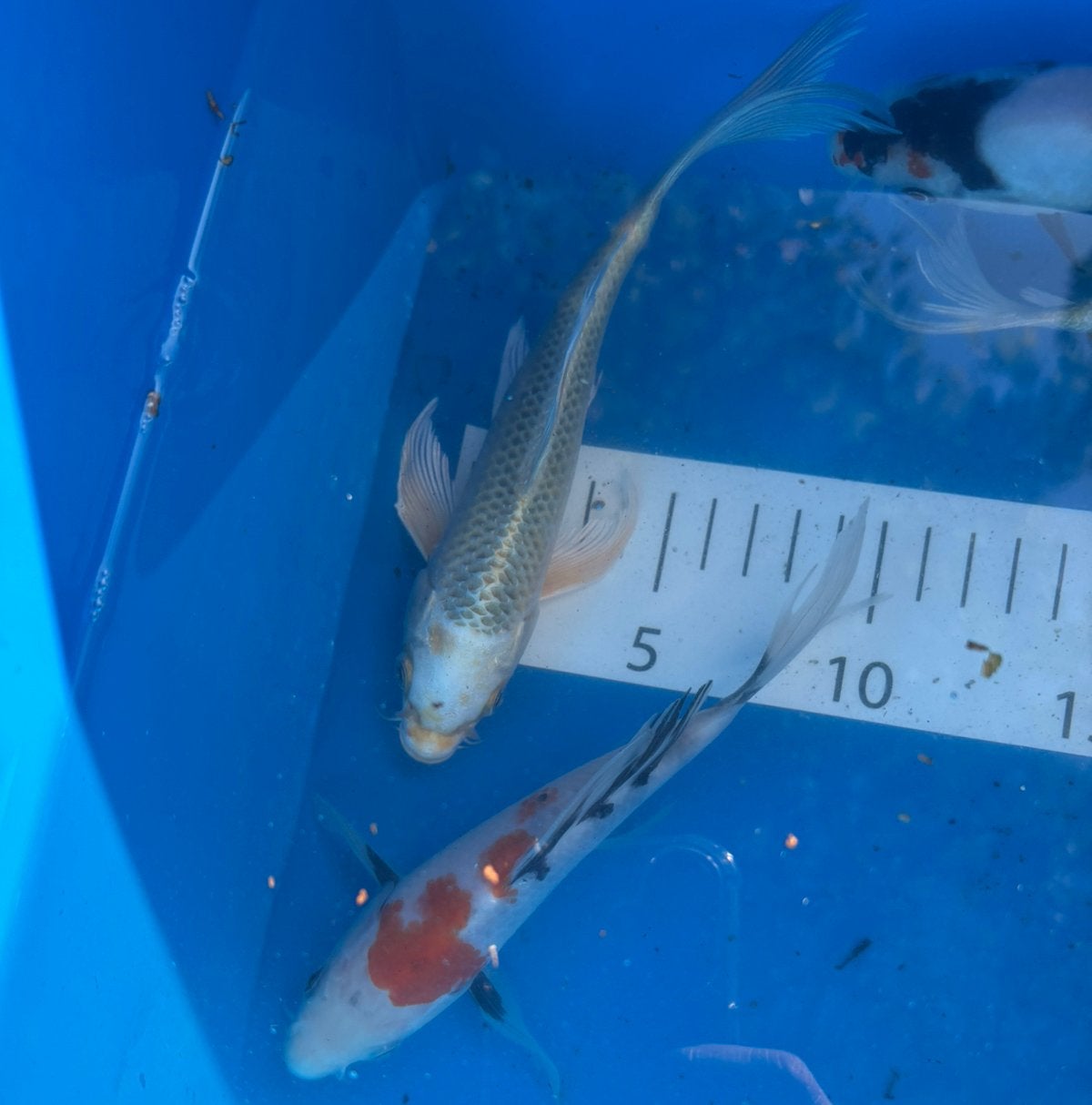 Hele mooie kwaliteit japanse butterfly kois, Dieren en Toebehoren, Karper of Koi