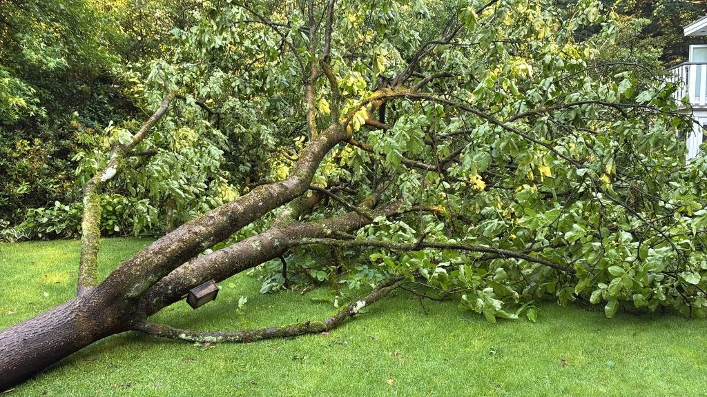 Hout walnotenboom, Ophalen of Verzenden, Balk, Overige houtsoorten, 50 mm of meer