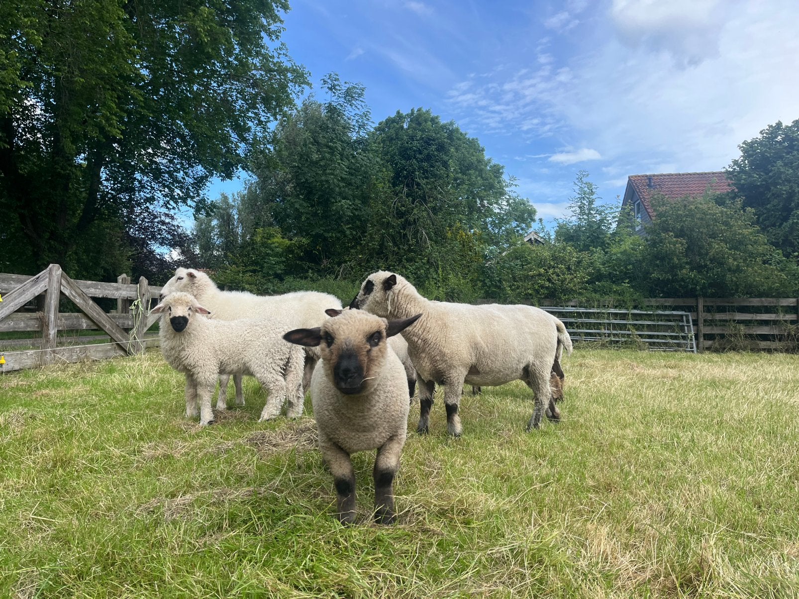 Hampshire down ram lammeren, Vrouwelijk, Schaap